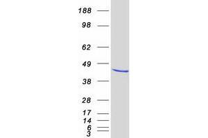 Western Blotting (WB) image for Eukaryotic Translation Initiation Factor 4A3 (EIF4A3) protein (Myc-DYKDDDDK Tag) (ABIN2720087)