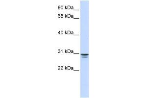 WB Suggested Anti-FFAR1 Antibody Titration:  0. (FFAR1 Antikörper  (N-Term))
