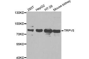 Western blot analysis of extracts of various cell lines, using TRPV5 antibody (ABIN5973870) at 1/1000 dilution. (TRPV5 Antikörper)
