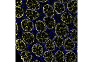 Immunofluorescence (IF) image for anti-Epithelial Cell Adhesion Molecule (EPCAM) (AA 264-314) antibody (ABIN7454025) (Rekombinanter EpCAM Antikörper  (AA 264-314))