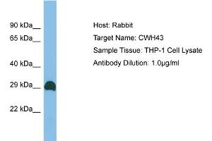 Host: Rabbit Target Name: CWH43 Sample Type: THP-1 Whole Cell lysates Antibody Dilution: 1. (CWH43 Antikörper  (C-Term))
