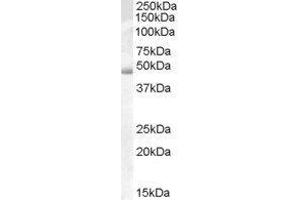 Western Blotting (WB) image for Actin-Like 7b (Actl7b) peptide (ABIN368835) (Actin-Like 7b (Actl7b) Peptid)