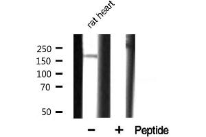 Western blot analysis of CUTL1 expression in rat heart. (CUX1 Antikörper  (N-Term))