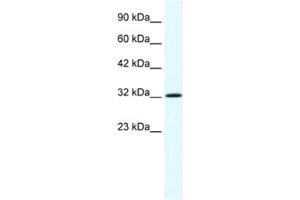 Western Blotting (WB) image for anti-Annexin A1 (ANXA1) antibody (ABIN2461369) (Annexin a1 Antikörper)