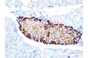 Immunohistochemistry of paraffin-embedded mouse pancreas using GLP-1 Rabbit mAb (ABIN7267392) at dilution of 1:100 (40x lens). (Glucagon Antikörper)