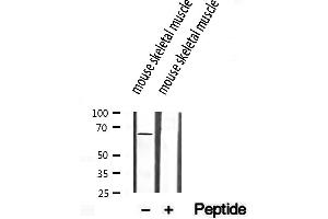 Western blot analysis of extracts from mouse skeletl muscle, using SEC24A antibody. (SEC24A Antikörper  (Internal Region))