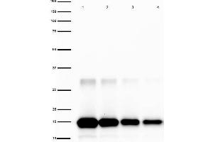 Western Blot of Rabbit anti-IL-2 Antibody Peroxidase Conjugated. (IL-2 Antikörper  (HRP))