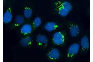 IF analysis of BRSK1 using anti-BRSK1 antibody (ABIN7600990). (BRSK1 Antikörper  (AA 269-321))