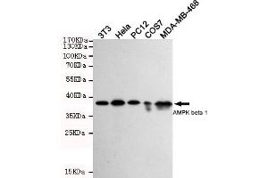 Western blot detection of PK beta 1 in 3T3,Hela,PC-12,COS7 and MDA-MB-468 cell lysates using PK beta 1 mouse mAb (1:1000 diluted). (PRKAB1 Antikörper)