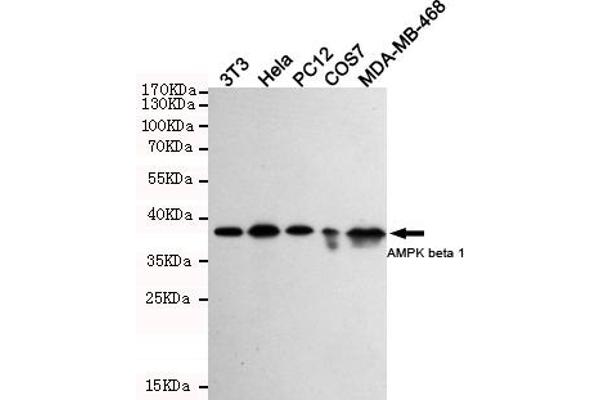 PRKAB1 anticorps
