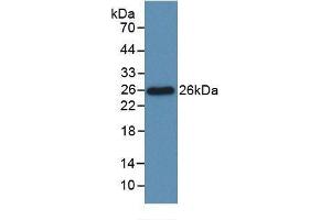 Detection of Recombinant Bcl2L, Rat using Monoclonal Antibody to B-Cell CLL/Lymphoma 2 Like Protein (Bcl2L) (BCL2L1 Antikörper  (AA 2-212))