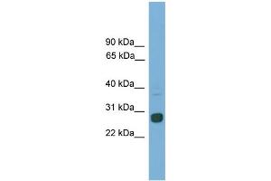 WB Suggested Anti-Mxd1 Antibody Titration: 0. (MXD1 Antikörper  (C-Term))