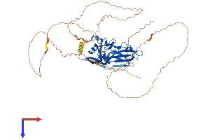 T-Box 5 Protein (TBX5) (AA 1-518) (His tag)