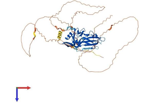 T-Box 5 Protein (TBX5) (AA 1-518) (His tag)