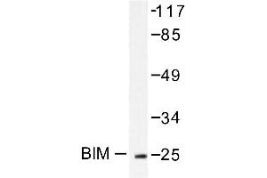 Image no. 1 for anti-BCL2-Like 11 (Apoptosis Facilitator) (BCL2L11) antibody (ABIN265330) (BIM Antikörper)