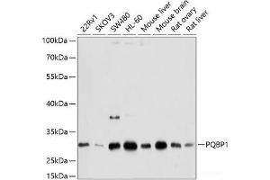 Western blot analysis of extracts of various cell lines using PQBP1 Polyclonal Antibody at dilution of 1:1000. (PQBP1 Antikörper)