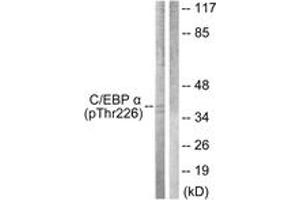 Western blot analysis of extracts from COS7 cells treated with EGF 200ng/ml 30', using C/EBP-alpha (Phospho-Thr226) Antibody. (CEBPA Antikörper  (pThr226))