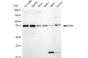 Western blotting analysis using MPL antibody (ABIN7799513).