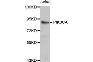 PIK3CA antibody  (AA 401-600)