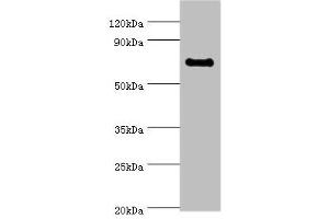 Western blot All lanes: TAF5L antibody at 10 μg/mL + Jurkat whole cell lysate Secondary Goat polyclonal to rabbit IgG at 1/10000 dilution Predicted band size: 67, 37 kDa Observed band size: 67 kDa (TAF5L Antikörper  (AA 1-325))