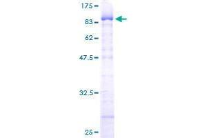 Image no. 1 for Zinc Finger Protein 307 (ZKSCAN4) (AA 1-545) protein (GST tag) (ABIN1325812) (ZKSCAN4 Protein (AA 1-545) (GST tag))