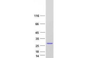 Validation with Western Blot (ROPN1B Protein (Myc-DYKDDDDK Tag))