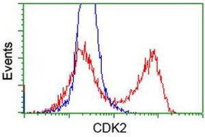 HEK293T cells transfected with either RC200494 overexpress plasmid (Red) or empty vector control plasmid (Blue) were immunostained by anti-CDK2 antibody (ABIN2454506), and then analyzed by flow cytometry. (CDK2 Antikörper)