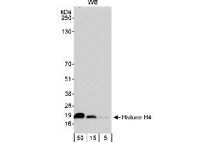 Western Blotting (WB) image for anti-Histone H4 (HISTH4) (C-Term) antibody (ABIN7453610)