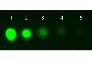 Dot Blot of AKT1 Allophycocyanin Conjugated Monoclonal Antibody. (AKT1 Antikörper  (Internal Region) (APC))
