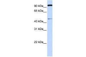 Western Blotting (WB) image for anti-Tripartite Motif Containing 15 (TRIM15) antibody (ABIN2460021) (TRIM15 Antikörper)