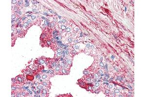 Anti-GPR27 antibody IHC of human prostate. (GPR27 Antikörper  (Internal Region))