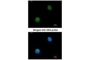 ICC/IF Image Immunofluorescence analysis of paraformaldehyde-fixed HeLa, using MYBPC2, antibody at 1:200 dilution. (MYBPC2 Antikörper)