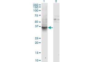 Western Blot analysis of GNAI1 expression in transfected 293T cell line by GNAI1 monoclonal antibody (M01), clone 2B8-2A5. (GNAI1 Antikörper  (AA 1-354))