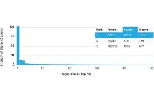 Specificity of ABIN6383841 to BCL2 was tested on a human protein array, showing monospecificity against >19,000 full-length human proteins. (Rekombinanter Bcl-2 Antikörper)