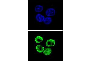Confocal immunofluorescent analysis of CCNI2 Antibody (Center) (ABIN655840 and ABIN2845254) with HepG2 cell followed by Alexa Fluor 488-conjugated goat anti-rabbit lgG (green). (CCNI2 Antikörper  (AA 92-121))