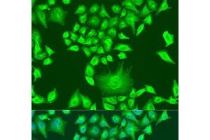 Immunofluorescence analysis of U2OS cells using APOA1 Polyclonal Antibody at dilution of 1:100. (APOA1 Antikörper)