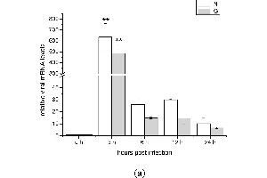 Control (Ct) image for anti-Actin, beta (ACTB) (AA 1-50) antibody (ABIN724340)