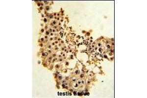 Formalin-fixed and paraffin-embedded human testis tissue with Cyclin E1 Antibody (C-term), which was peroxidase-conjugated to the secondary antibody, followed by DAB staining. (Cyclin E1 Antikörper  (C-Term))