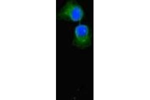 Immunofluorescent analysis of A549 cells using ABIN7152342 at dilution of 1:100 and Alexa Fluor 488-congugated AffiniPure Goat Anti-Rabbit IgG(H+L) (SULF1 Antikörper  (AA 105-372))