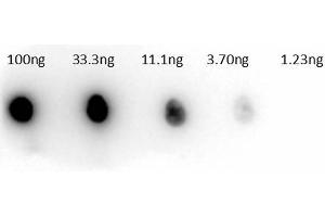 Dot Blot of Rabbit Anti-Carbonic Anhydrase II Peroxidase Conjugated Antibody. (CA2 Antikörper  (HRP))