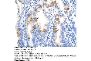 Human Intestine (TEAD3 Antikörper  (C-Term))