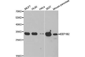 Western blot analysis of extracts of various cell lines, using EEF1B2 antibody (ABIN5973953) at 1/1000 dilution. (EEF1B2 Antikörper)