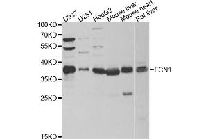 Western blot analysis of extracts of various cell lines, using FCN1 antibody (ABIN5973958) at 1/1000 dilution. (FCN1 Antikörper)