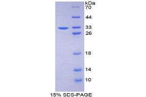 SDS-PAGE (SDS) image for Fibrillin 3 (FBN3) (AA 403-667) protein (His tag) (ABIN2124788)