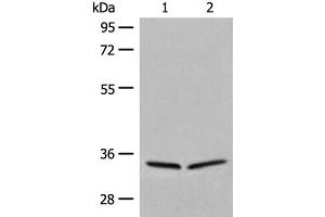 Western blot analysis of 231 and Raji cell lysates using DIMT1 Polyclonal Antibody at dilution of 1:450 (DIMT1 Antikörper)