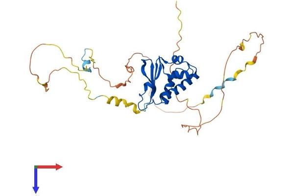 Protein Tob1 (TOB1) (AA 1-345) protein (His tag)