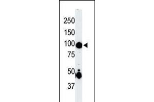 Antibody is used in Western blot to detect MAP4K2 in mouse skeletal muscle tissue lysate. (MAP4K2 Antikörper  (AA 288-319))