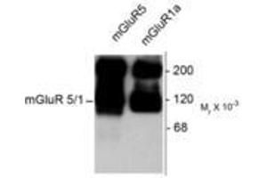 Image no. 1 for anti-Glutamate Receptor, Metabotropic 5/1a (GRM5/1a) (C-Term) antibody (ABIN227203) (GRM1a / GRM5 Antikörper  (C-Term))