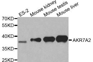 AKR7A2 Antikörper  (AA 100-359)