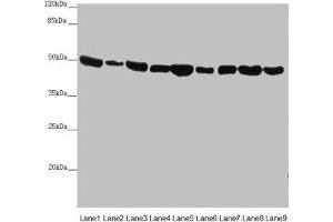 Western blot All lanes: EEF1G antibody at 0. (EEF1G Antikörper  (AA 168-437))